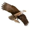Kites Jackite American Bald Eagle Kite, 60" Wingspan 2 Kites Jackite American Bald Eagle Kite, 60" Wingspan