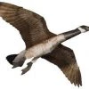 Jackite Giant Canada Goose Kite With Rod, 60" Wingspan