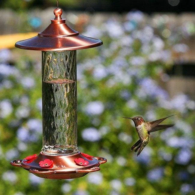More Birds Glory Hummingbird Feeder Hummingbird Feeders 5 More Birds Glory Hummingbird Feeder Hummingbird Feeders