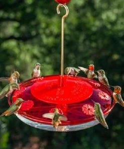 Droll Yankees Happy Eight-2 Hummingbird Feeder Hummingbird Feeders