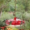 Droll Yankees Happy Eight-2 Hummingbird Feeder Hummingbird Feeders