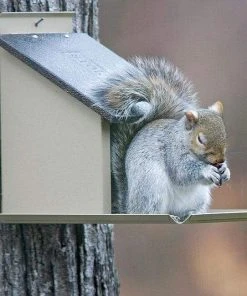 Stokes Select Squirrel Lunch Box