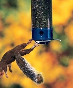 Droll Yankees Yankee Whipper Squirrel Proof Bird Feeder Hanging Feeders